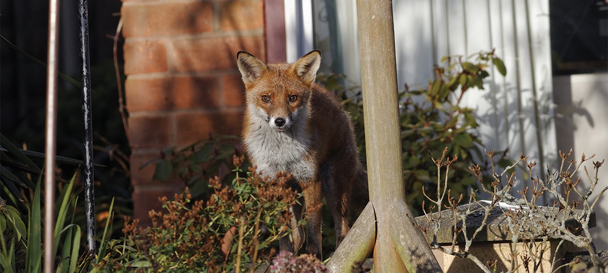 Foxes Pestwatch Foxes Pestwatch